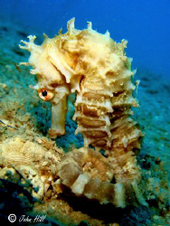 Sea Horse, found at the end of a dive :) 22m sony Cybershot by John Hill 